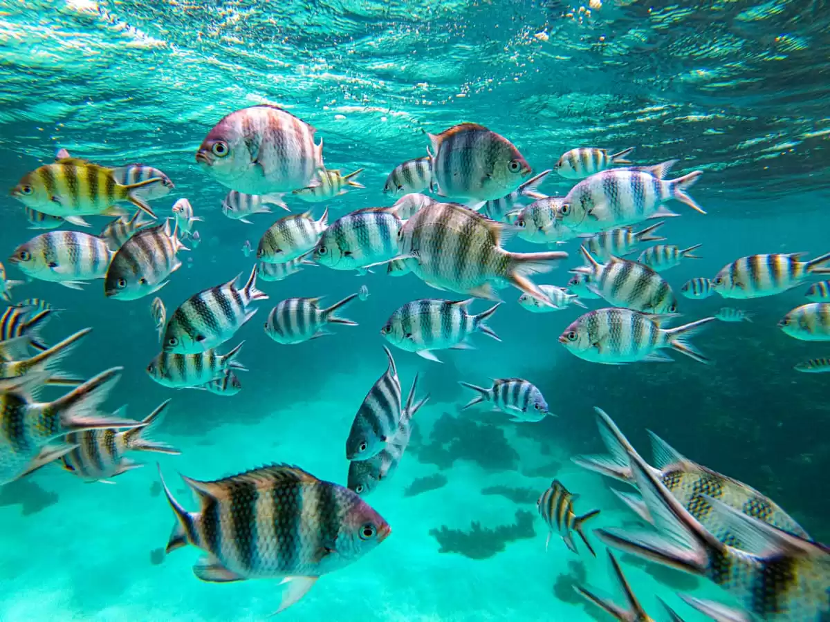 le Le Lyrial :  cabine 10