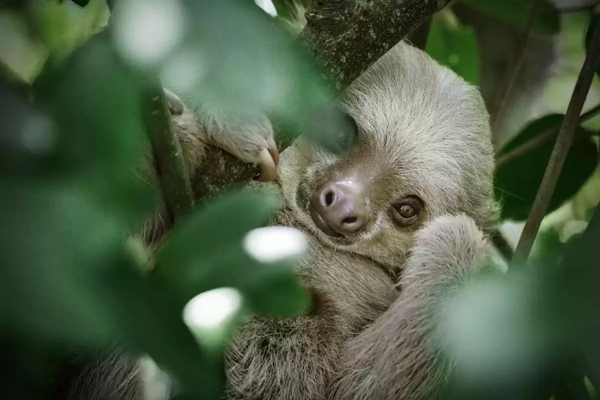 le Le Lyrial :  cabine 13