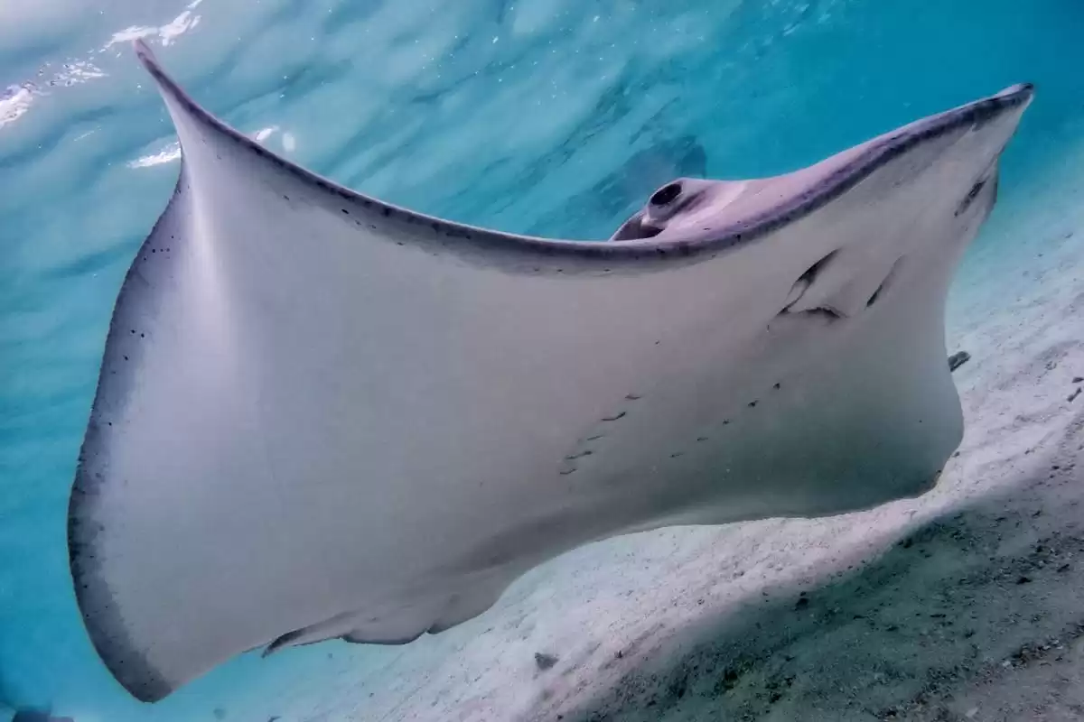 le Le Lyrial :  cabine 25