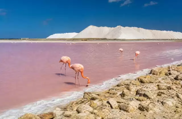 Salines de Bonaire