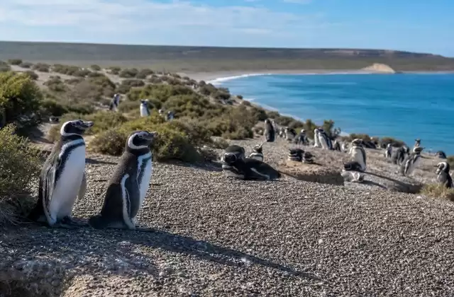 À Punta Tombo
