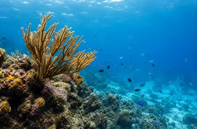 Au Mexique (Cozumel)