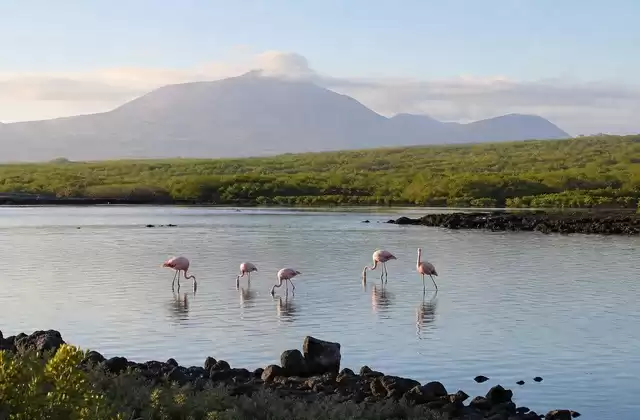 À Isabela