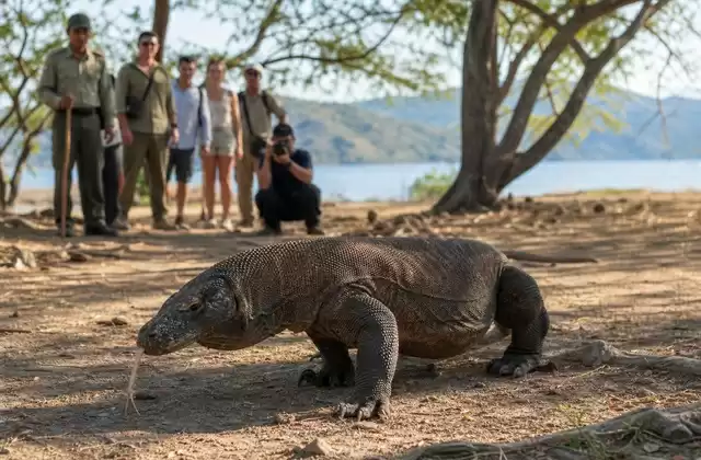 À Komodo