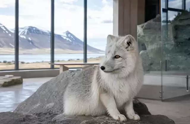 À Ísafjörður