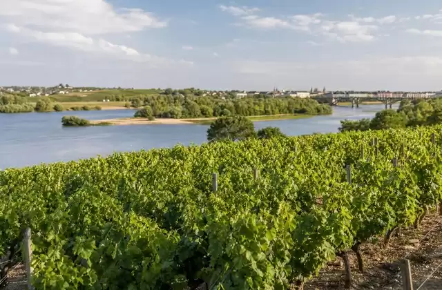 Vignoble nantais