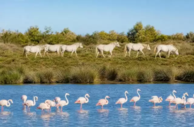 En Camargue