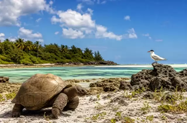 À Aldabra