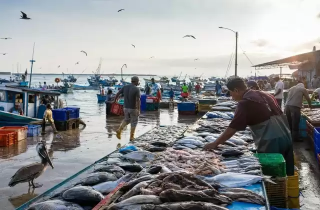Marché aux poissons de Manta