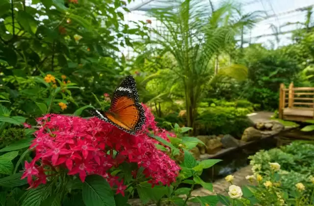 Jardin des Papillons