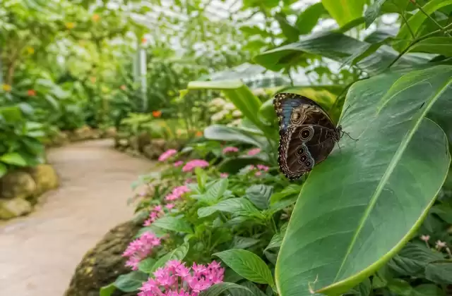 Jardin des Papillons