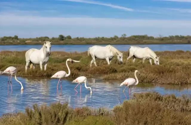 La Camargue en excursion depuis Arles