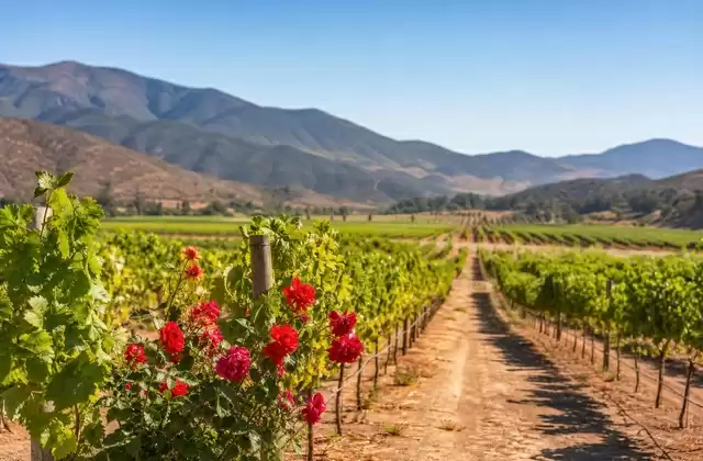 Valle de Guadalupe