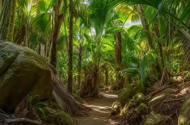 Vallée de Mai
